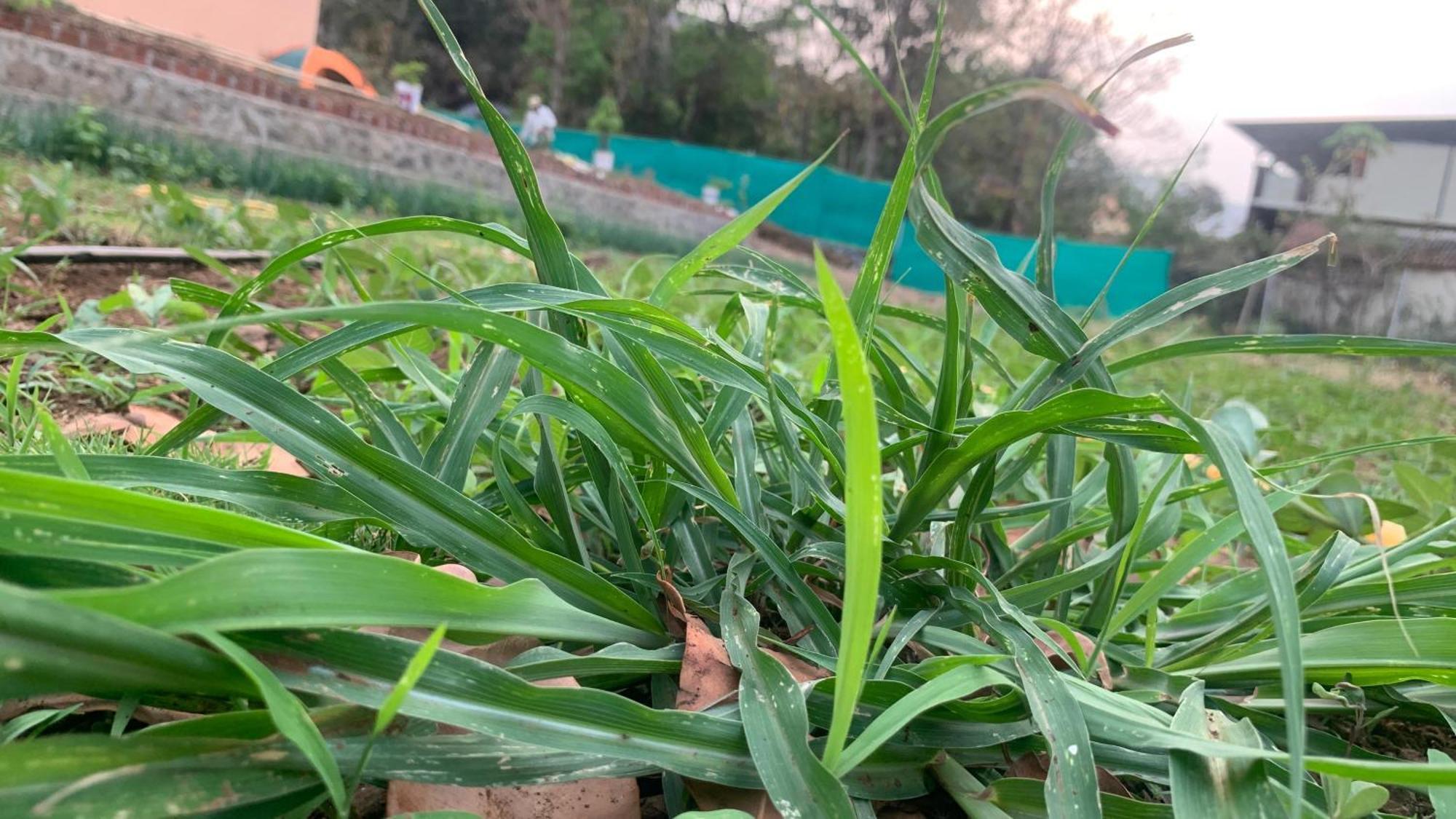 Gokul Agro Camping Wai Villa Panchgani Luaran gambar
